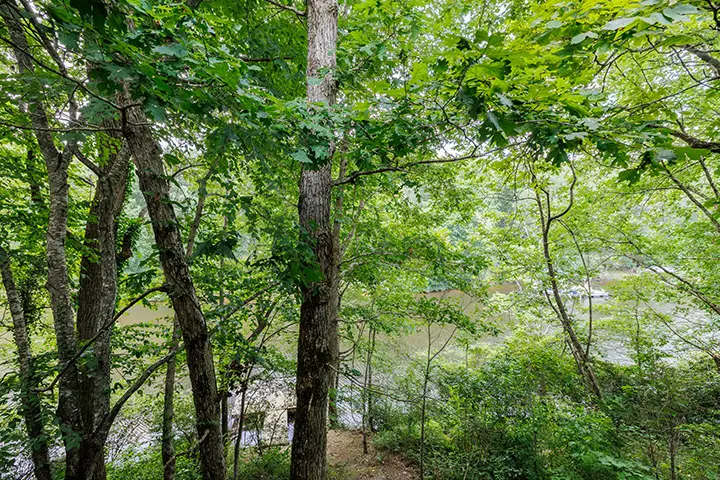 A wooded area with trees and a river.