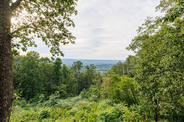 A view of a wooded area with trees and a view of the mountains.