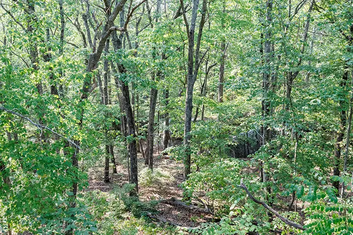 A wooded area with lots of trees and bushes.