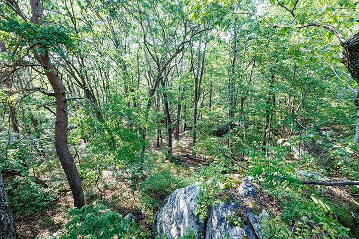 An aerial view of a wooded area with trees and rocks.
